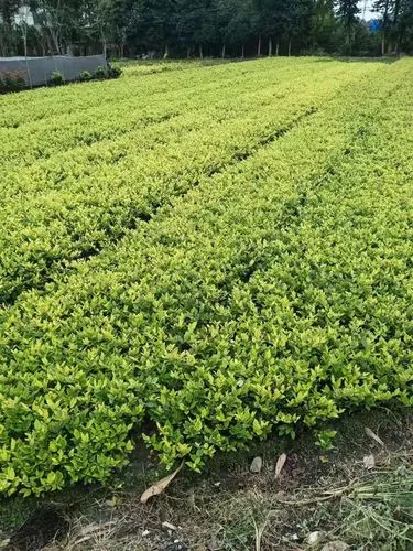 选择网球拍的注意事项